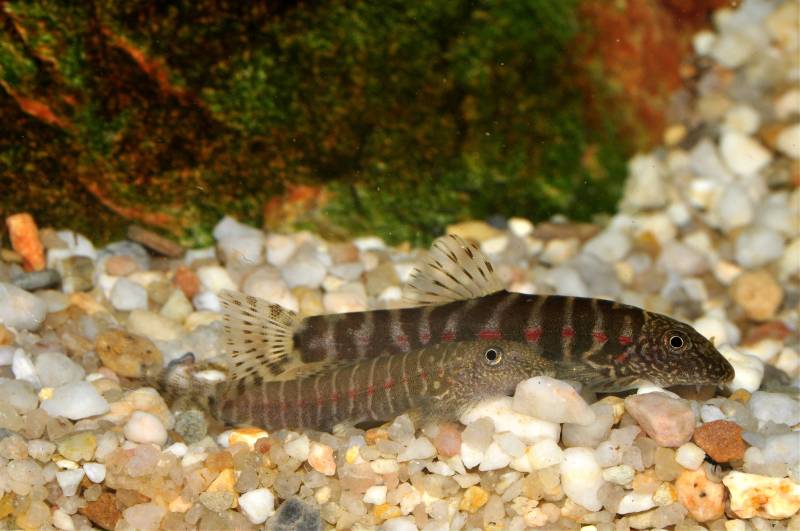 This species can be maintained in a group and displays some interesting social interactions.