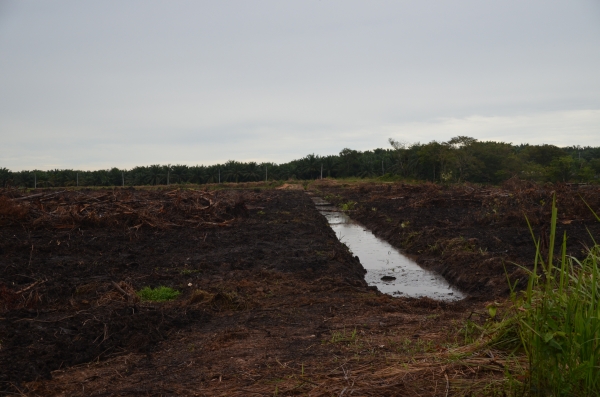 Wide-scale replacement of highly diverse peat swamp forest with oil palm plantations in Southeast Asia is having a devastating effect on aquatic ecosystems. Image taken in Selangor, Malaysia, August 2013