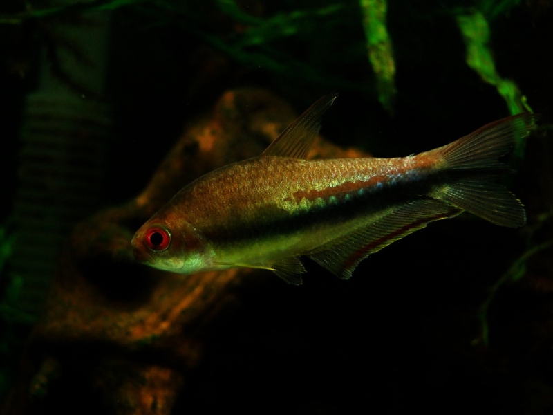 Adult male specimen.