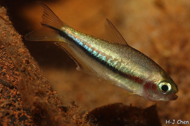 Young specimen.