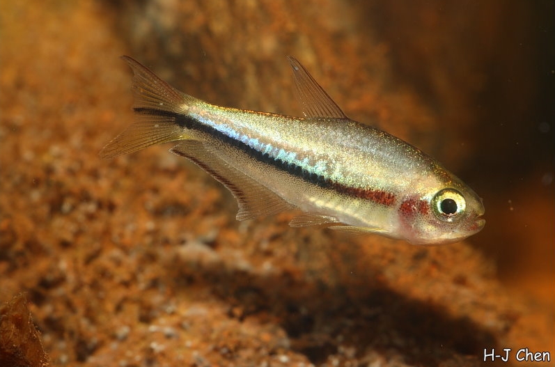 Another young fish.