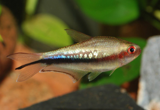 Adult male.