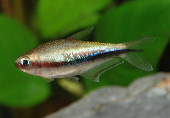 Adult female.