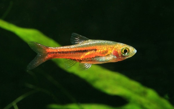 Trigonostigma somphongsi is a relative of the popular harlequin, T. heteromorpha, but is almost extinct in its native Thailand