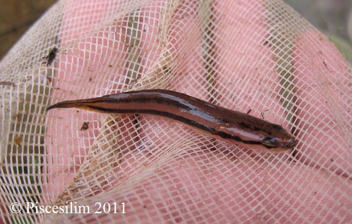 Juvenile from Peninsular Malaysia.