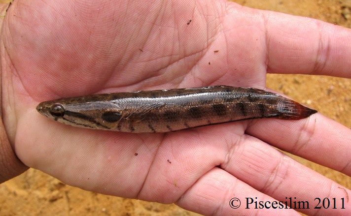 Subadult from Peninsular Malaysia.