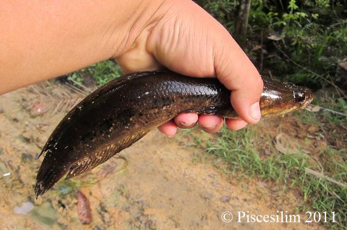 Freshly-collected specimen from an unspecified locality in Peninsular Malaysia.