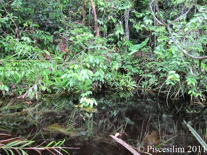 Blackwater habitat in Peninsular Malaysia.