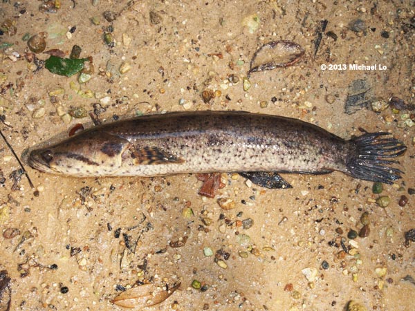 Freshly-collected specimen from Sarawak, Borneo.