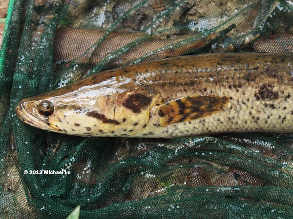 Detail of head and anterior portion of body.