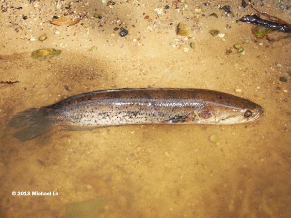 Opposite flank of the fish from the previous image.