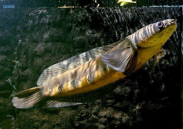 Adult specimen from southern Thailand.