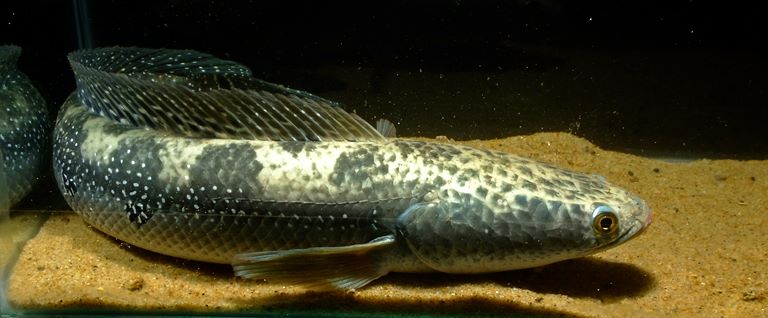 Head and anterior portion of body; same specimen as in previous image.