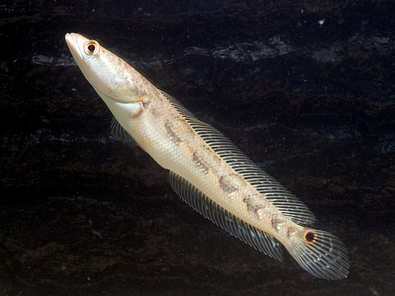 Juvenile individual from Kerala state, southwestern India.