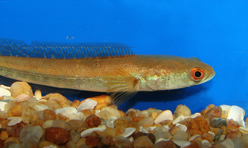 Juvenile specimen.