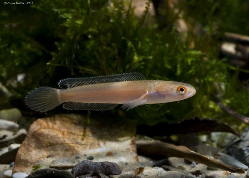Juvenile from the German aquarium trade.