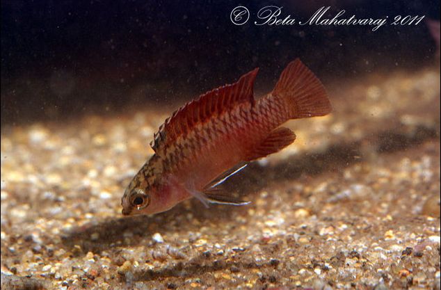 Adult male.