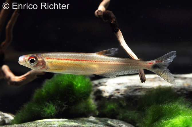 Specimen from the German aquarium trade.