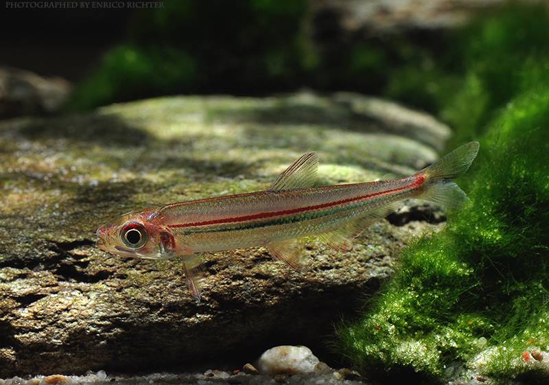 Specimen collected in Venezuela for the German aquarium trade.