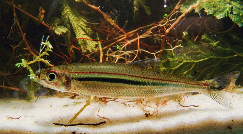 Specimen collected from the rio Aripuanã (rio Madeira basin), Brazil.