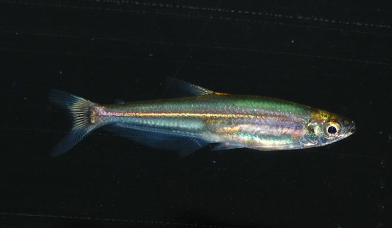 Specimen from the UK aquarium trade.