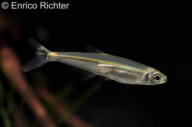 Young specimen from the German aquarium trade.