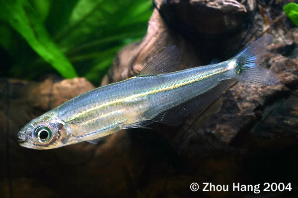 Specimen from the Singapore aquarium trade.