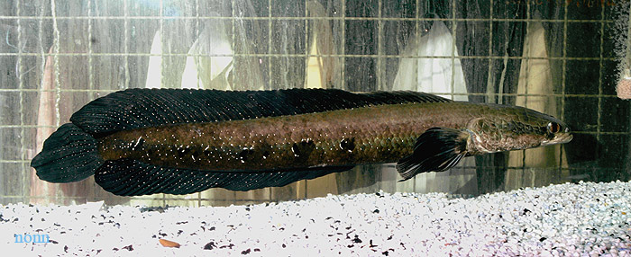 This form is known from the Mae Klong and lower Chao Phraya river basins in western Thailand.