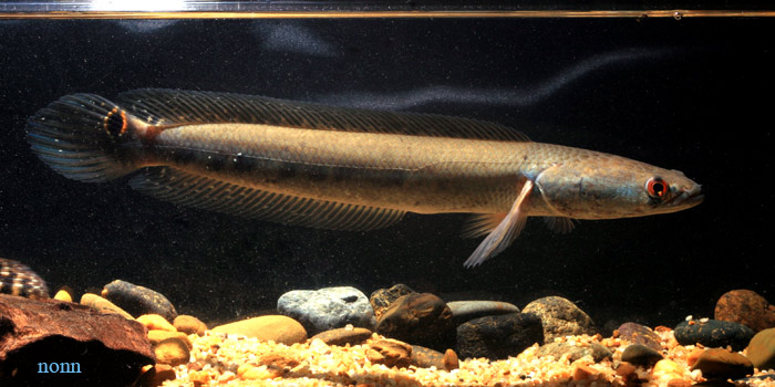 Subadult of the Mae Klong/lower Chao Phraya variant.