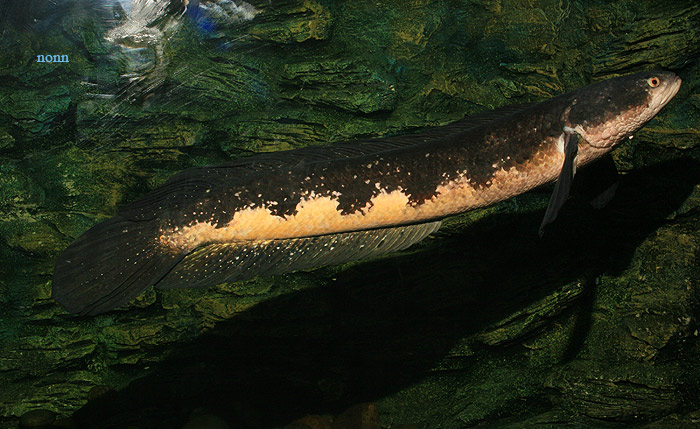 Adult individual of a population inhabiting the Mekong River system.