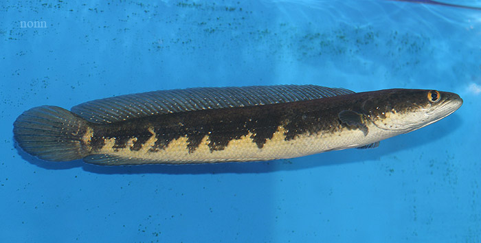 Subadult of the Mekong population.