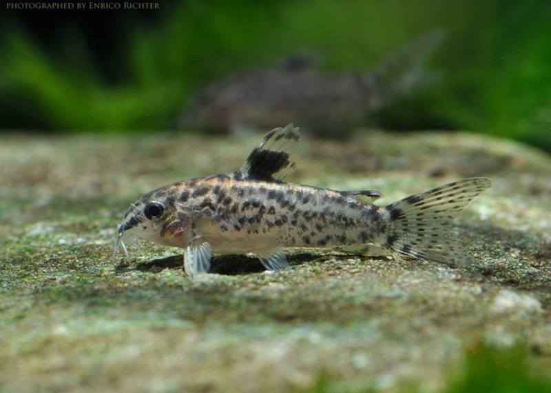 Specimen from the German aquarium trade.