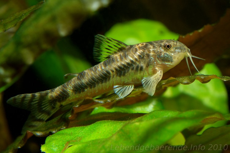 This species is also known as 'C125' in the aquarium hobby.