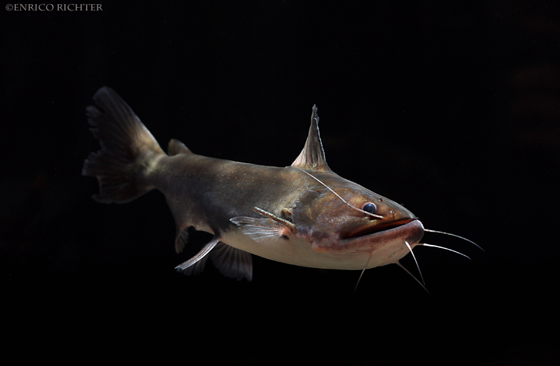 Once settled this species is typically active during the day and surprisingly tame.
