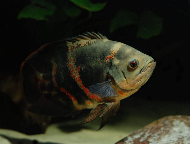 Subadult wild-collected specimen from the German aquarium trade.