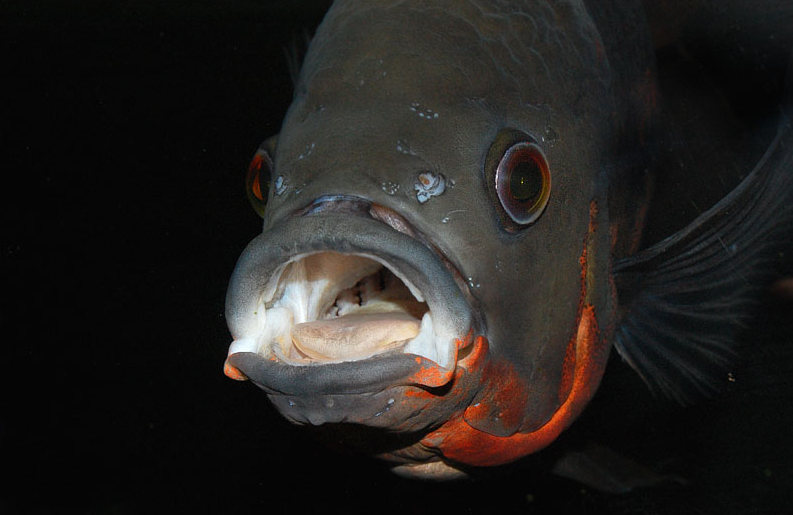 Detail of head and mouthparts.