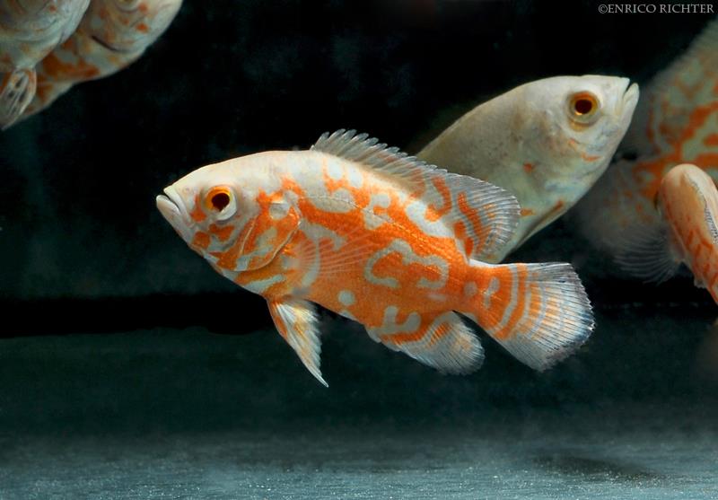 Juvenile of the 'albino tiger' ornamental strain.