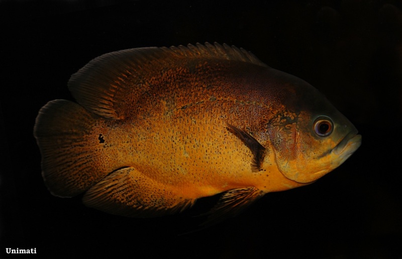 Adult of the 'red' ornamental strain.