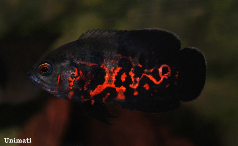 Young individual of the 'red tiger' ornamental strain.