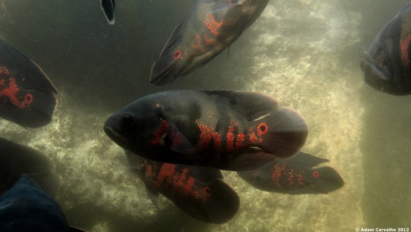 Wild specimens from the rio Tocantins, Brazil.