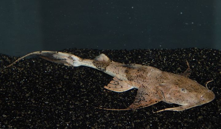 Specimen from the UK aquarium trade.