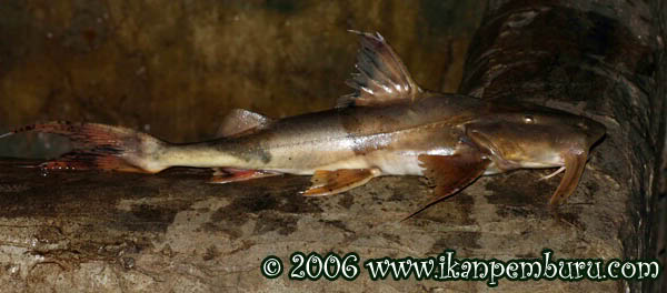 Freshly-collected specimen from Hekou.