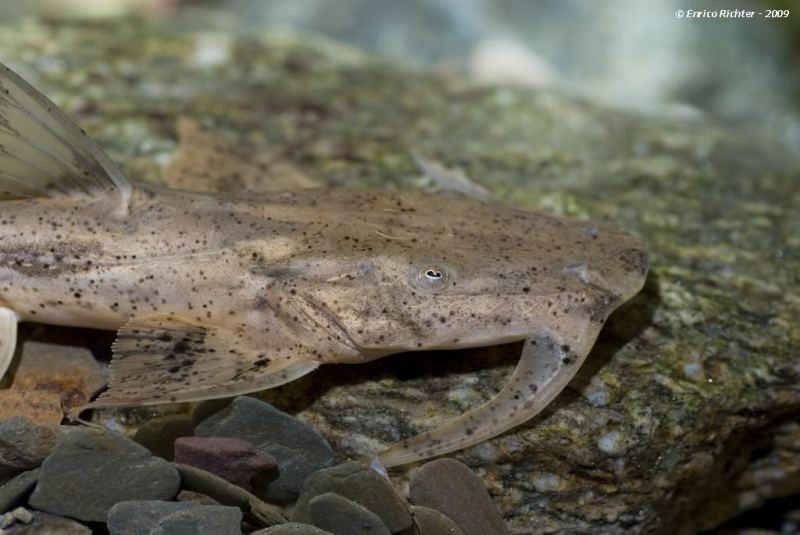 Head detail.