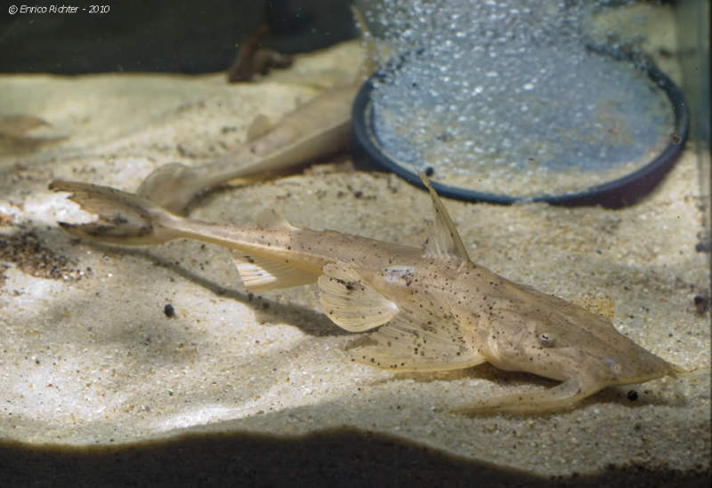 Young specimen from the German aquarium trade.