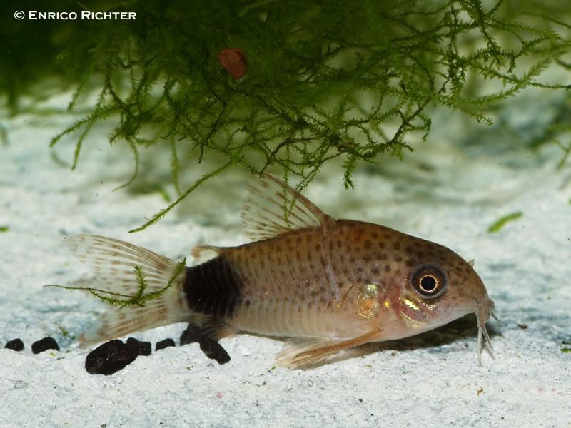 Specimen from the german aquarium trade.
