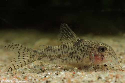 This species is not particularly common in the aquarium hobby.