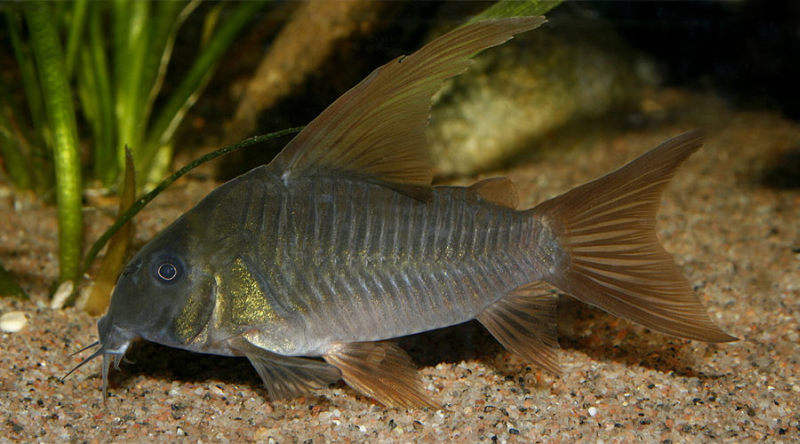 Adult male specimen.
