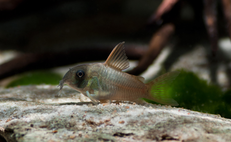 Young individual from the German aquarium trade.