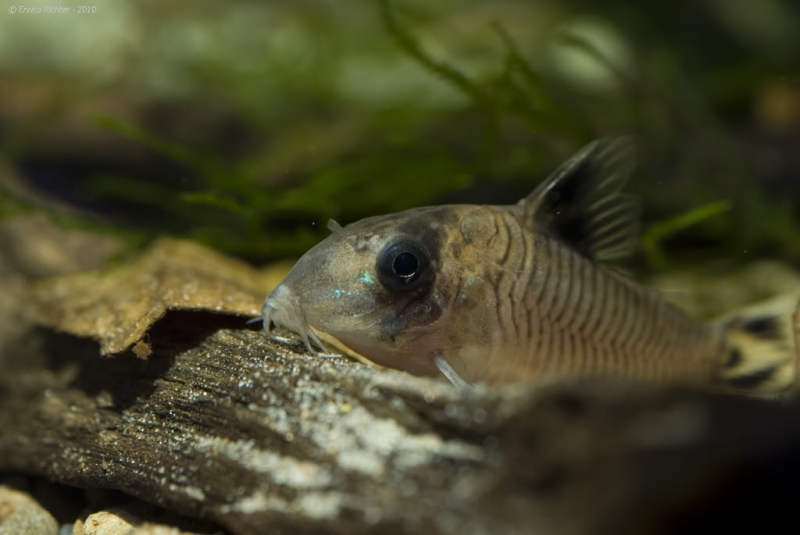 Subadult specimen.
