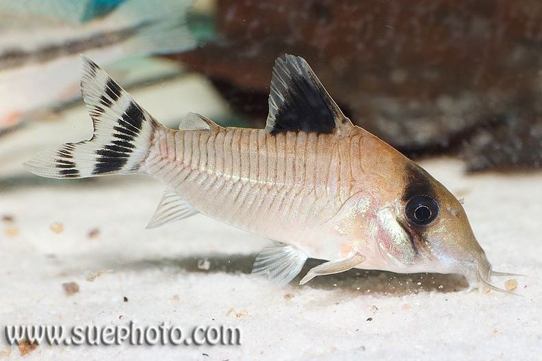 Specimen from the Polish aquarium trade.